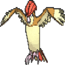 pidgeotto