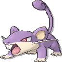 rattata