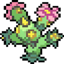 maractus